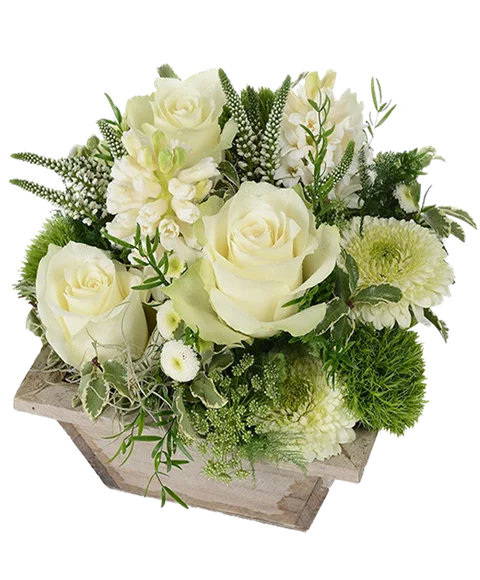 Rose bianche