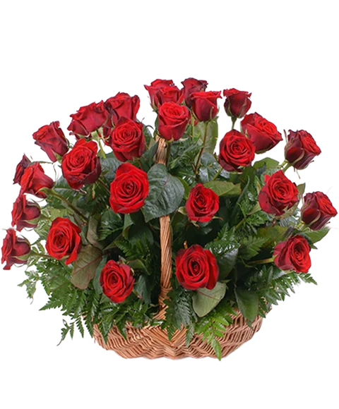 Rose Rosse