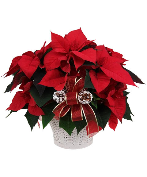 Poinsettia